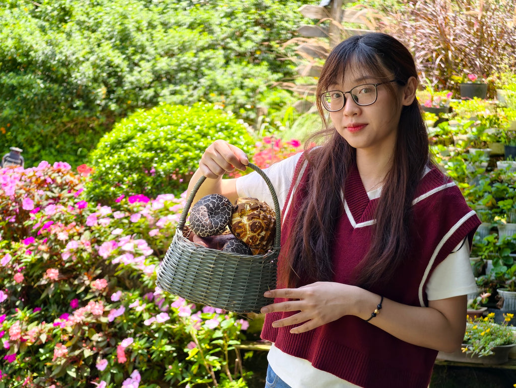 Tour hái nấm năm mười mười lăm